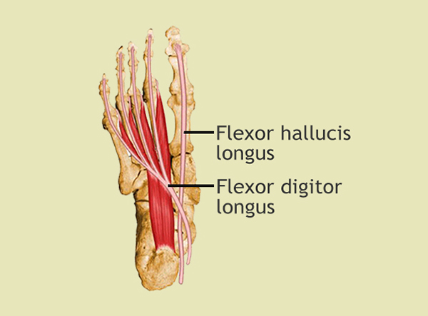 Flexor digitorum