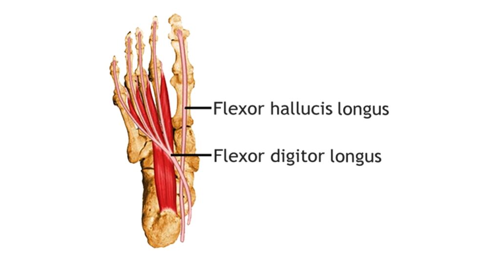 Tendons Of The Foot