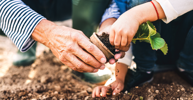 Elderly hands gardening with minimal joint pain